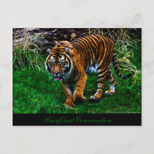 Schöner Sumatran Tiger Postkarte