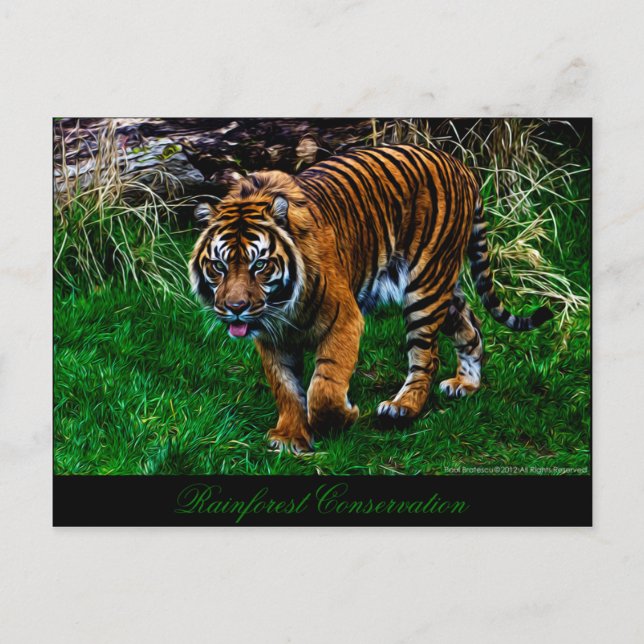 Schöner Sumatran Tiger Postkarte (Vorderseite)