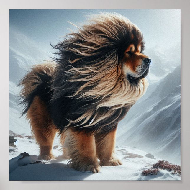 schöner tibetischer Mastiff Poster (Vorne)