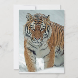 Schöner Tiger im Schnee Feiertagskarte