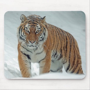 Schöner Tiger im Schnee Mousepad