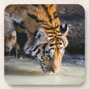 Schöner Tiger im Waterhole Getränkeuntersetzer