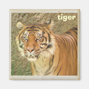Schöner Tiger Magnet! Magnet