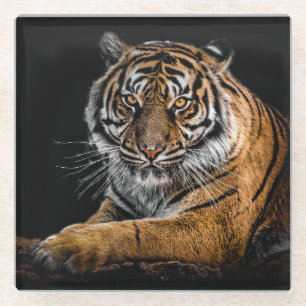Schöner Tiger mit schwarzem Hintergrund Glasuntersetzer