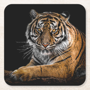 Schöner Tiger mit schwarzem Hintergrund Rechteckiger Pappuntersetzer