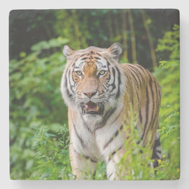 Schöner Tiger Stone Untersetzer (Vorderseite)