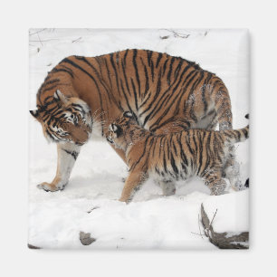 Schöner Tiger und Cube Magnet