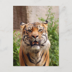Schöner Tigerdruck Postkarte