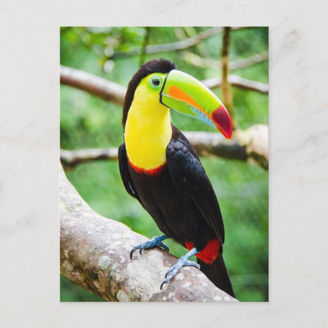 Schöner Toucan Postkarte (Vorderseite)