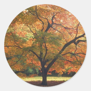 Schöner Tree Runder Aufkleber