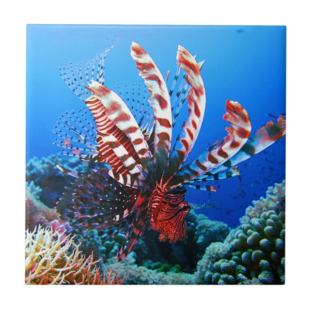 Schöner tropischer Lionfish Fliese (Vorderseite)