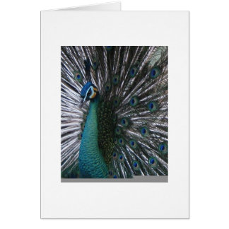 Schöner u. stolzer Spalding Pfau