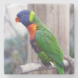 Schöner und farbenfroher Papagei Steinuntersetzer