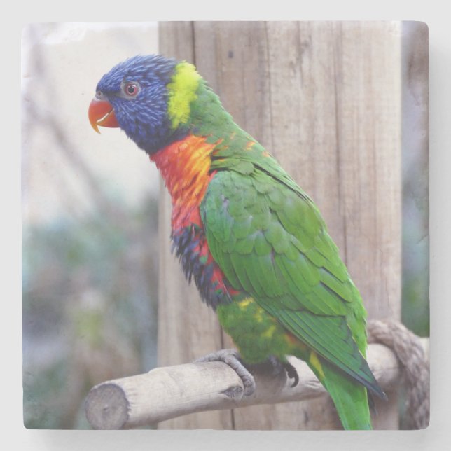 Schöner und farbenfroher Papagei Steinuntersetzer (Vorderseite)