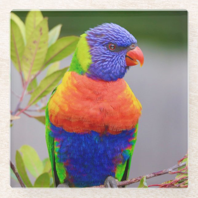 Schöner und farbenfroher Regenbogen Lorikeet Parro Glasuntersetzer (Vorderseite)
