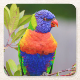 Schöner und farbenfroher Regenbogen Lorikeet Parro Rechteckiger Pappuntersetzer