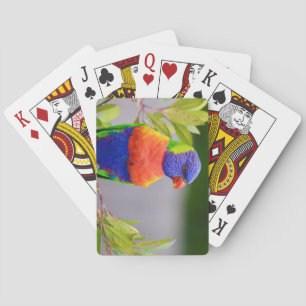 Schöner und farbenfroher Regenbogen Lorikeet Parro Spielkarten