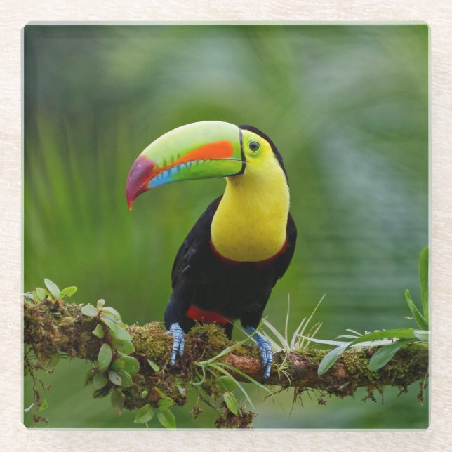 Schöner und farbenfroher Tropenvogel Glasuntersetzer (Vorderseite)