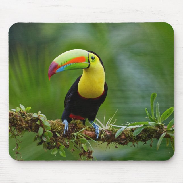 Schöner und farbenfroher Tropenvogel Mousepad (Vorne)