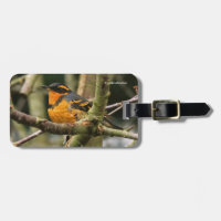Schöner Varieté-Songbird im Baum