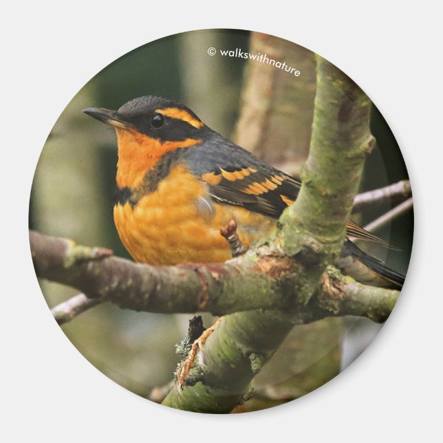 Schöner Varieté-Songbird im Baum Magnet (Vorne)