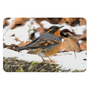 Schöner Varieté-Songbird im Schnee Magnet