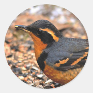 Schöner Varieté-Thrush auf dem Schneeberg Runder Aufkleber