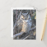 Schöner Vogel der Beute aus dem Eis bei Sonnenunte