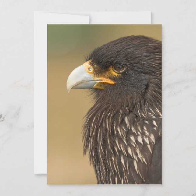 Schöner Vogel der Prey-Einladung Einladung (Vorderseite)