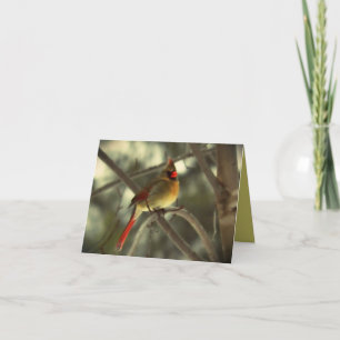 Schöner weiblicher Kardinals-Vogel Karte