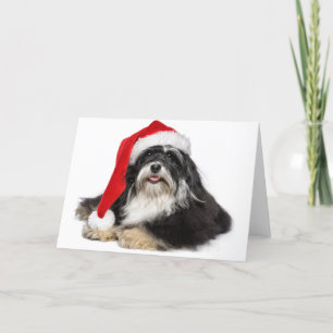 Schöner Weihnachtshund Havanese mit Weihnachtsmann Feiertagskarte