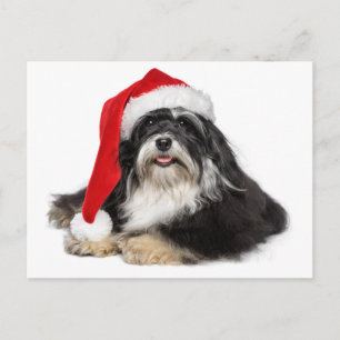 Schöner Weihnachtshund Havanese mit Weihnachtsmann Feiertagspostkarte