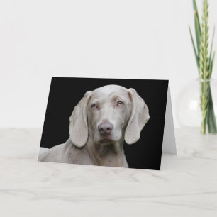 Schöner Weimaraner Jagdhund Karte
