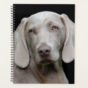 Schöner Weimaraner Jagdhund Planer