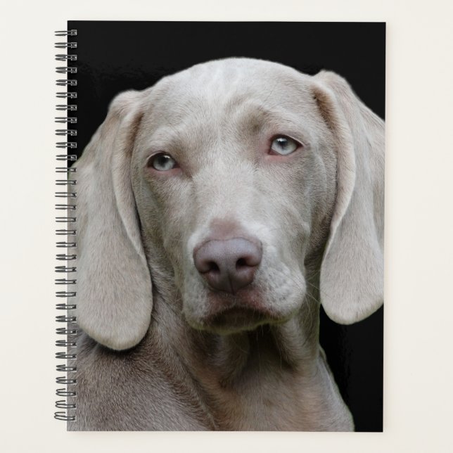 Schöner Weimaraner Jagdhund Planer (Vorderseite)