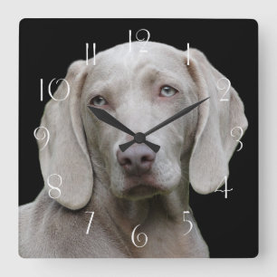 Schöner Weimaraner Jagdhund Quadratische Wanduhr