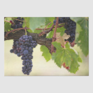 Schöner Weinberg mit hangenden Früchten Seidenpapier