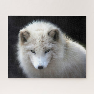 Schöner weißer Arktisfox, Jigsaw Puzzle