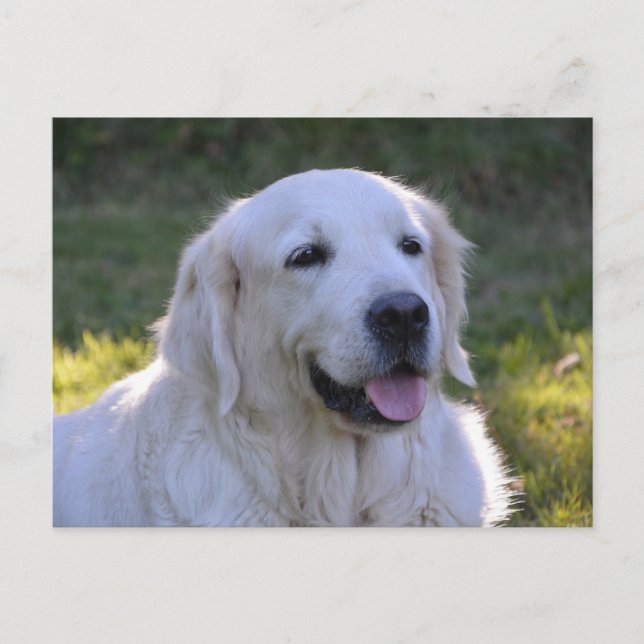 Schöner weißer Labrador Hund Postkarte (Vorderseite)
