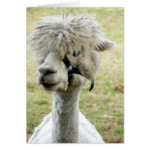 Schöner weißer Llama