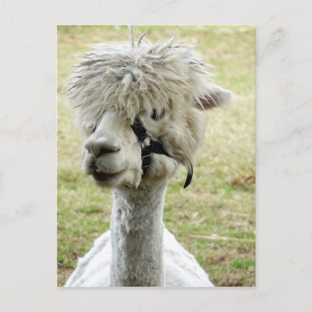 Schöner weißer Llama Postkarte (Vorderseite)