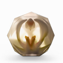 Schöner weißer Orchideendruck-Fotoblock