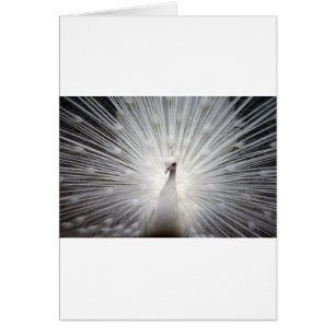 Schöner weißer Pfau