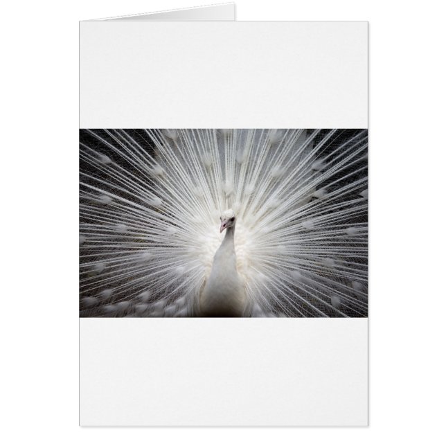 Schöner weißer Pfau (Vorne)