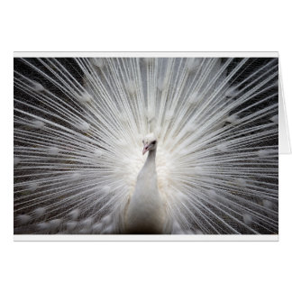Schöner weißer Pfau