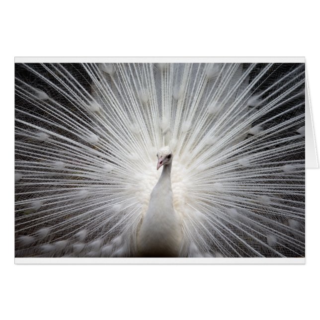 Schöner weißer Pfau (Vorderseite (Horizontal))