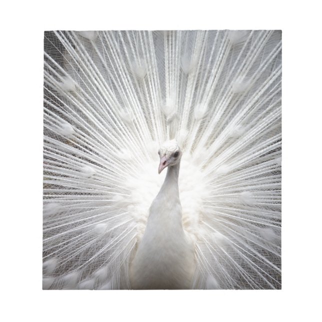Schöner weißer Pfau Notizblock (Vorderseite)