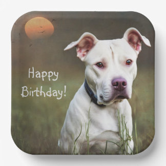 Schöner weißer Pitbull zum Geburtstag Pappteller