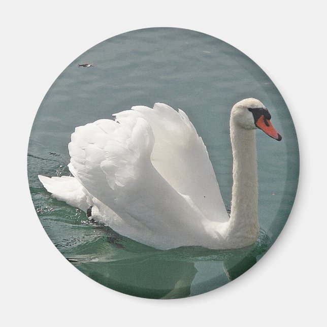 Schöner weißer Schwan Magnet (Vorne)