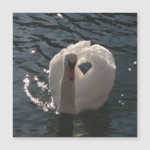 Schöner weißer Schwan Magnetkarte